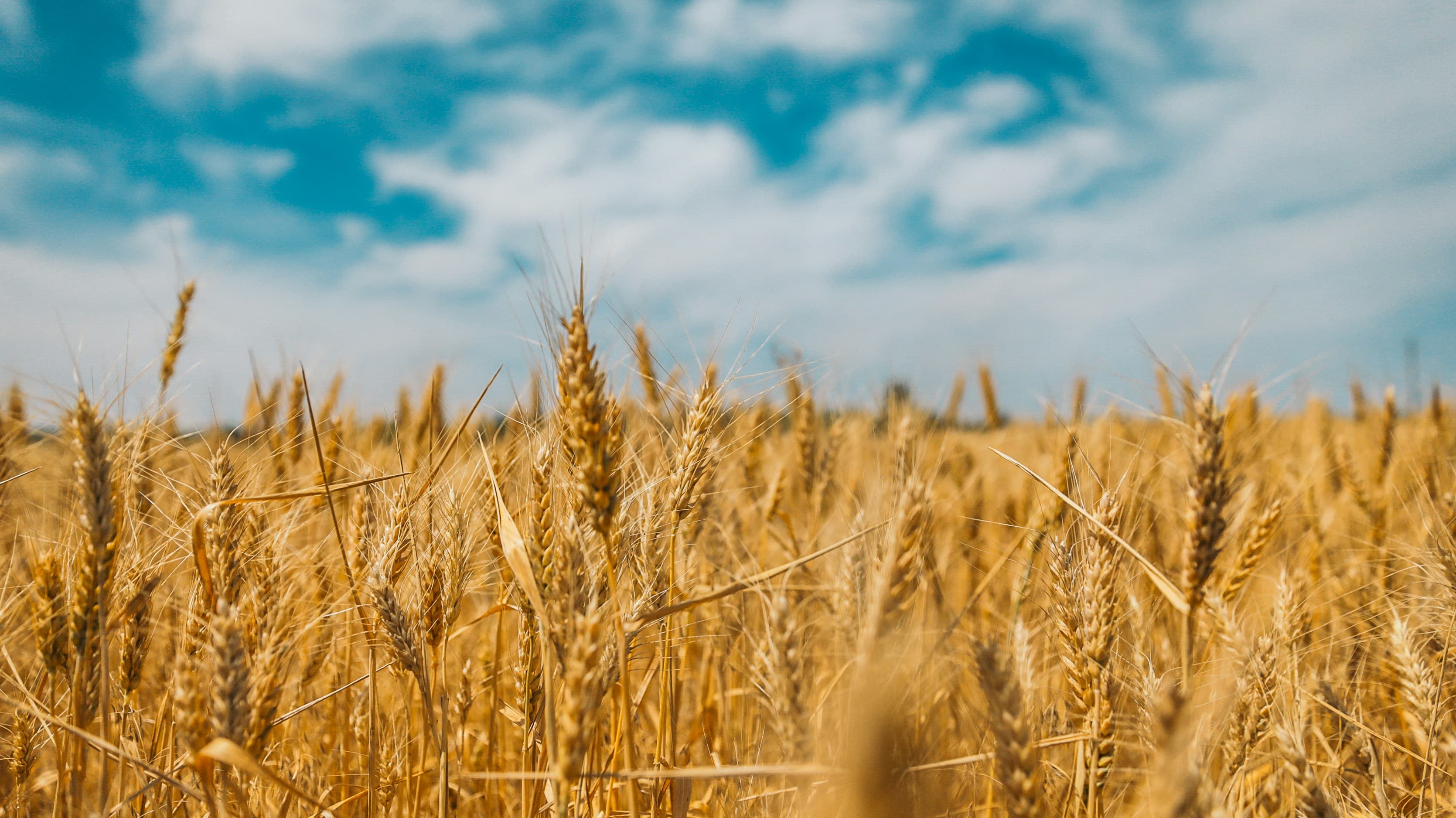 Golden wheat fields of Rwanda 1